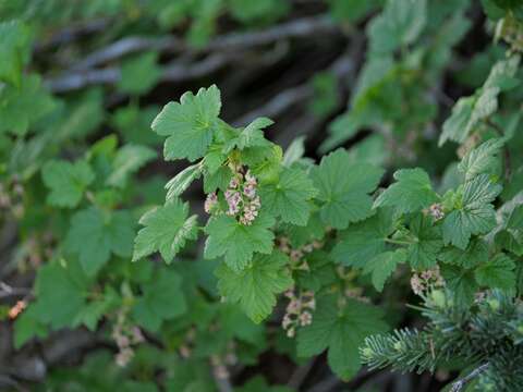 Image of mapleleaf currant