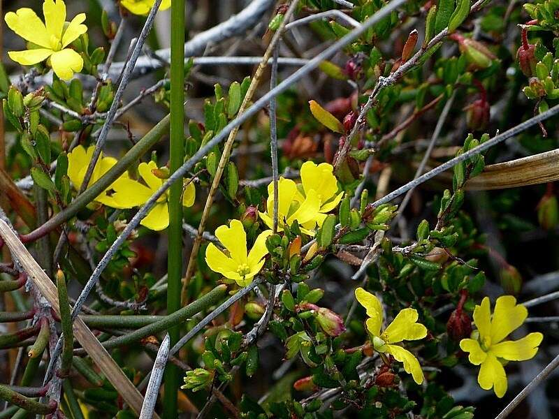 Image of Hibbertia empetrifolia subsp. empetrifolia