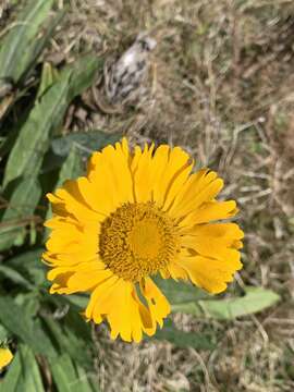 Image of Helenium scorzonerifolium (DC.) A. Gray