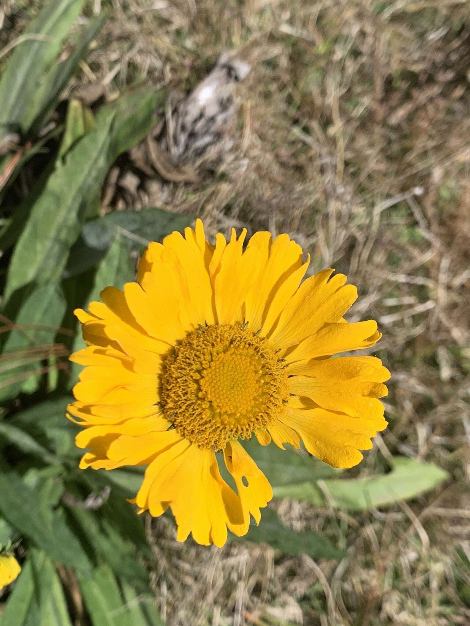 Helenium scorzonerifolium (DC.) A. Gray的圖片