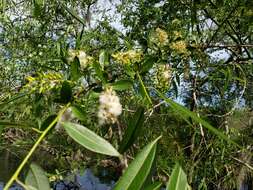 Image of coastal plain willow