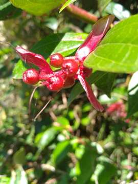 Cavendishia bracteata (Ruiz & Pav. ex A. St. Hilaire) Hørold的圖片