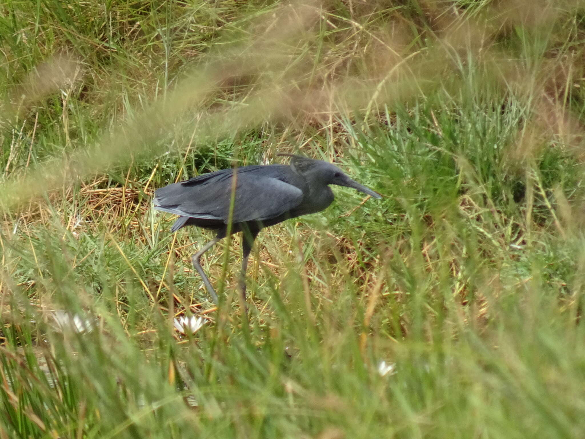 Image of Black Egret