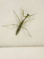 Image of African praying mantis