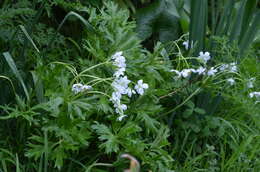 Anemonastrum protractum (Ulbrich) Holub的圖片