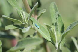 Image of Blue-Green Sharpshooter