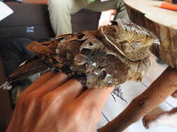 Image of Eared Poorwill