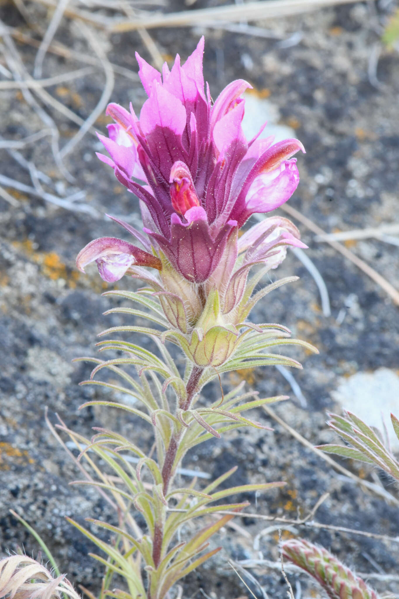 Image of Shasta owl's-clover