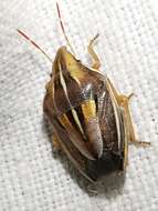 Image of Wheat stink bug