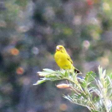 Image of Brimstone Canary