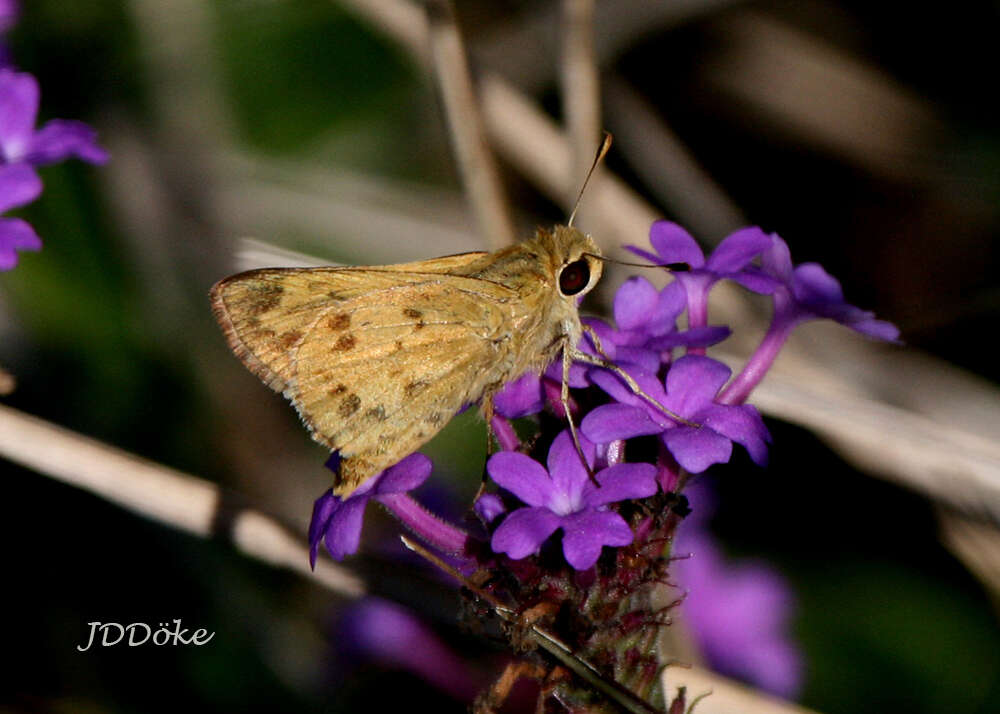 Image of Polites vibex catilina Plötz 1886