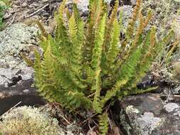 Image of rusty woodsia