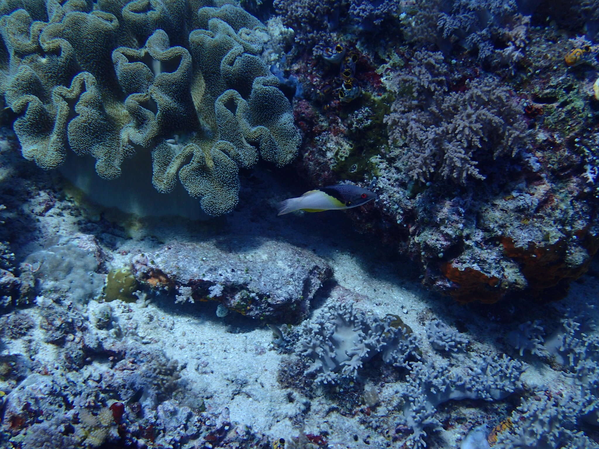 Image of Black-belt hogfish