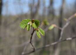 Image of Corylus sieboldiana var. mandshurica (Maxim.) C. K. Schneid.