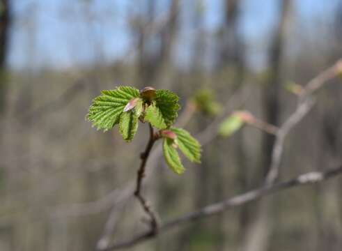 Image of Corylus sieboldiana Blume