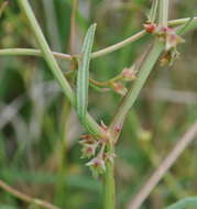 Rumex dumosus A. Cunn. ex Meisn.的圖片