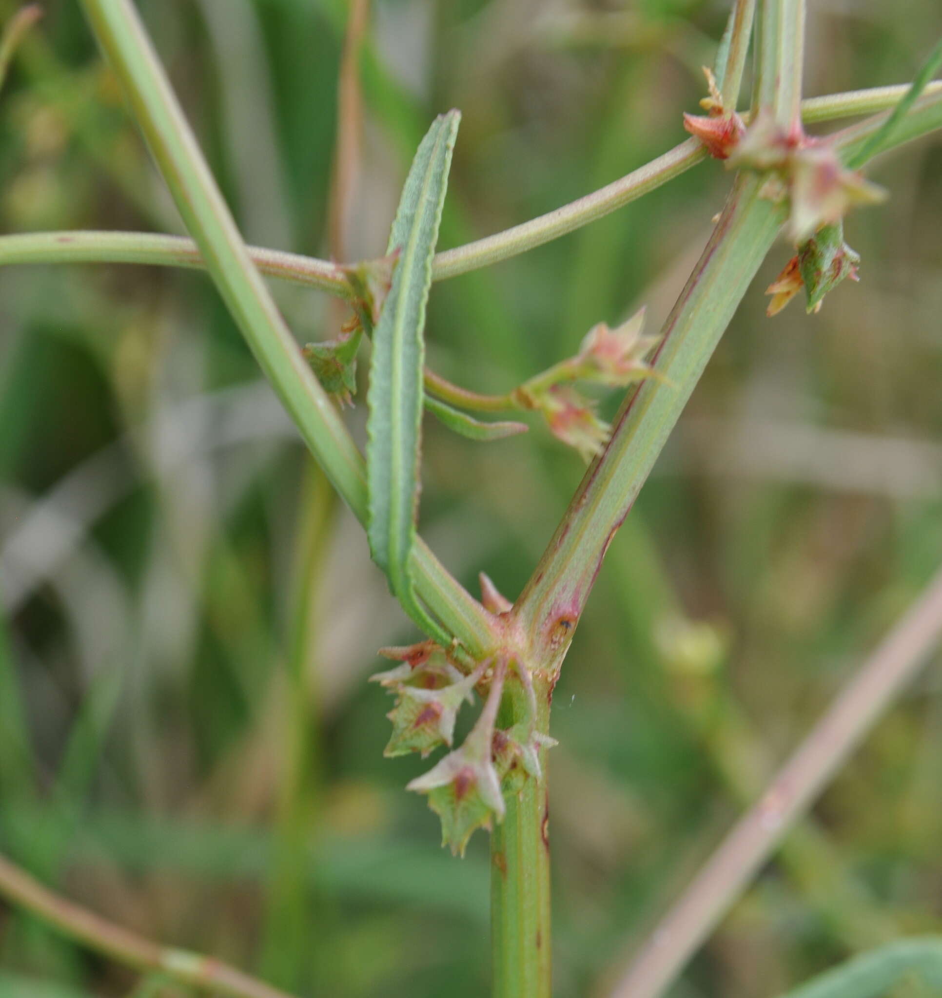 Rumex dumosus A. Cunn. ex Meisn.的圖片