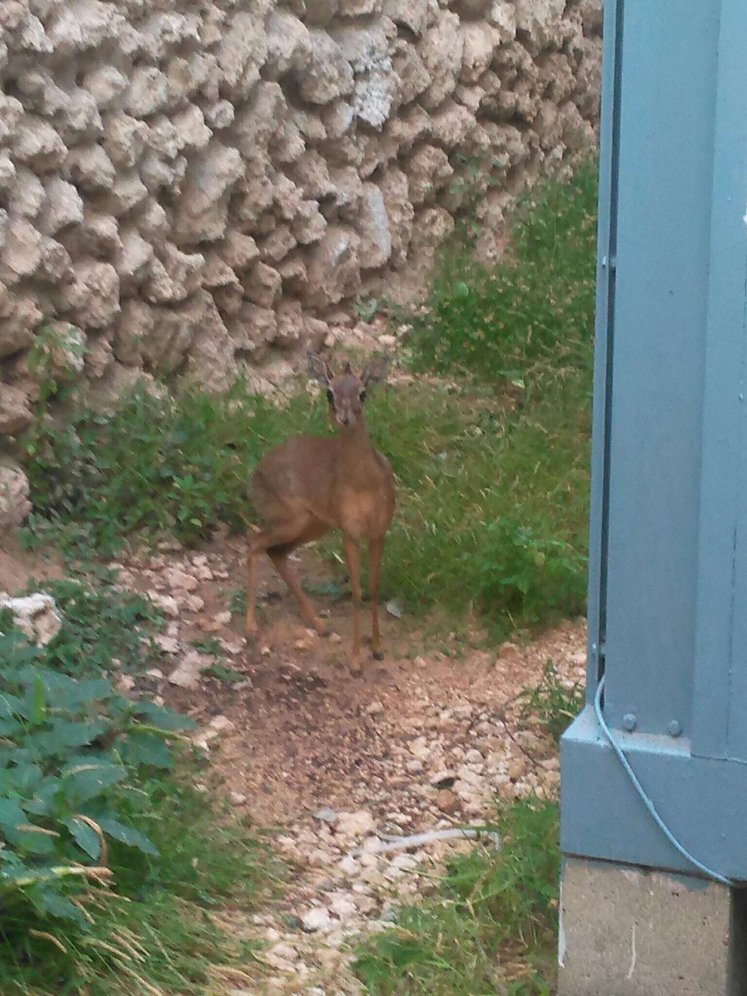 Image of Guenther's Dik-dik