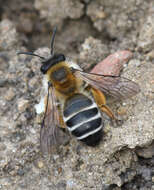 Image of Andrena gravida Imhoff 1832