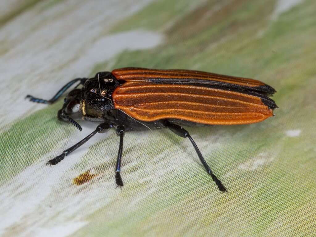 Image of Castiarina nasata (Saunders 1869)