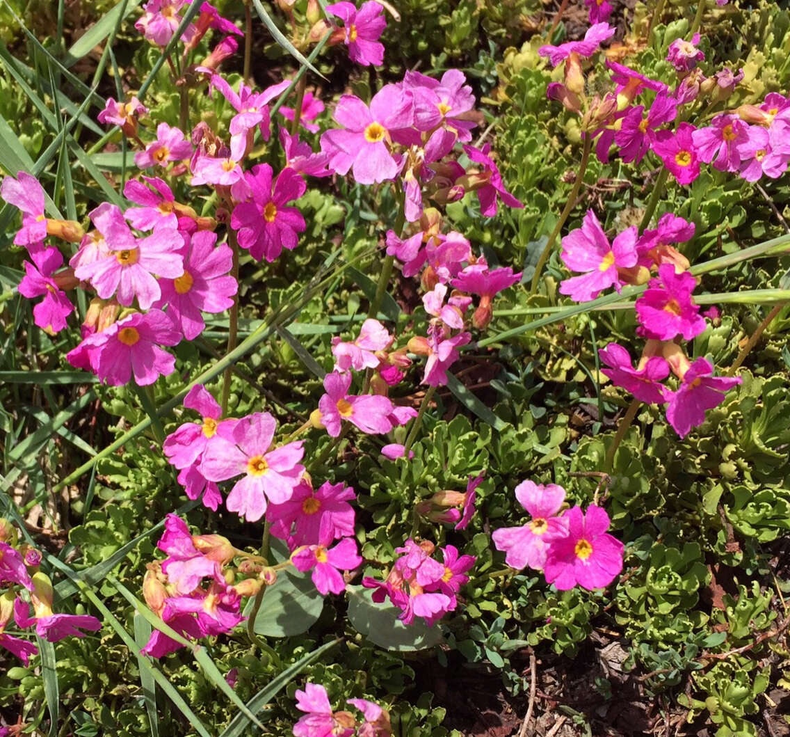 Plancia ëd Primula suffrutescens A. Gray