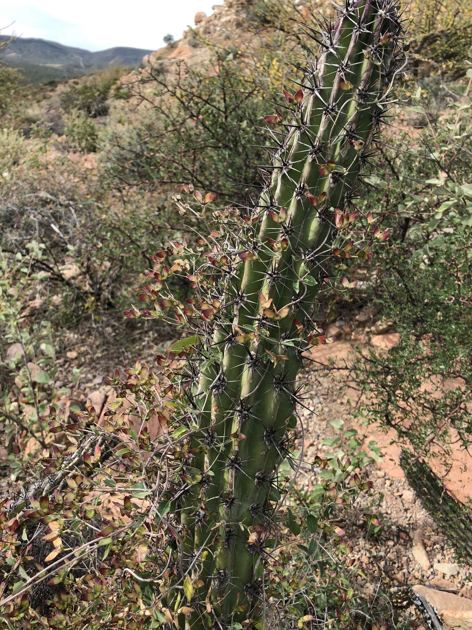 صورة Cottsia californica (Benth.) W. R. Anderson & C. Davis