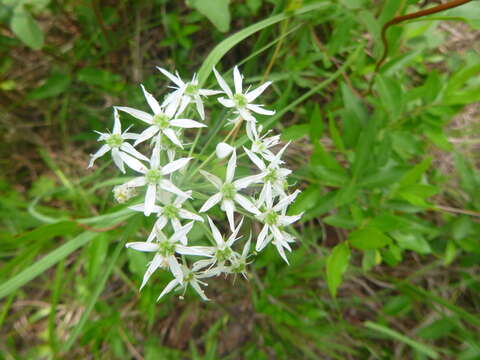 Image de Allium cuthbertii Small