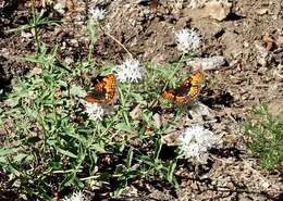 Image of Hoffmann's Checkerspot