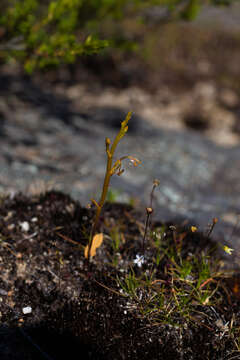 Image of Elbow orchids