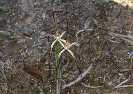 Image of Brookton Highway spider orchid