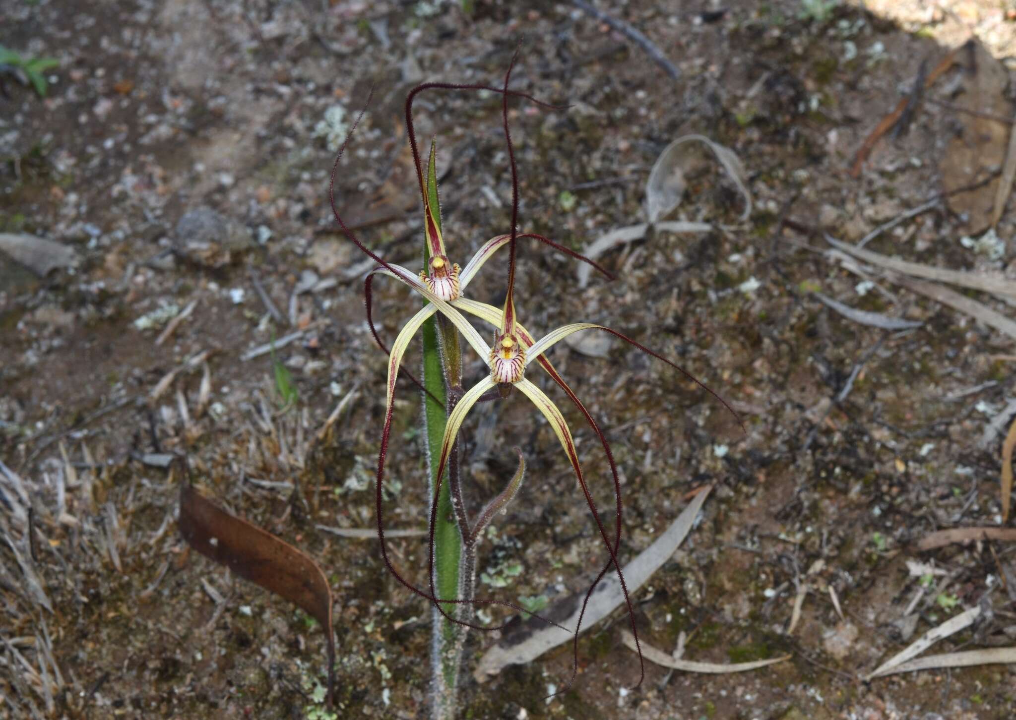 Caladenia fluvialis A. P. Br. & G. Brockman的圖片