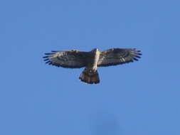 Image of Barred honey buzzard