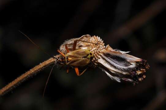 Image de Stittocapsus