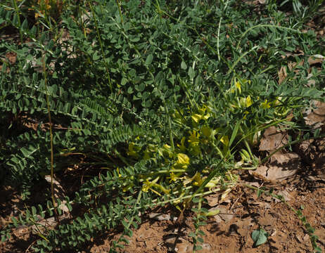 Image of Astragalus pinetorum Boiss.