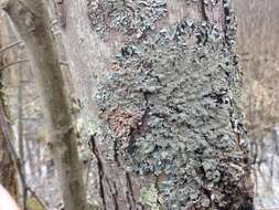 Image of shield lichen