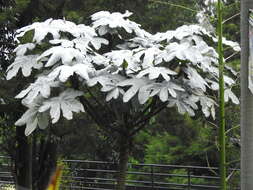 Cecropia telenitida Cuatrec.的圖片