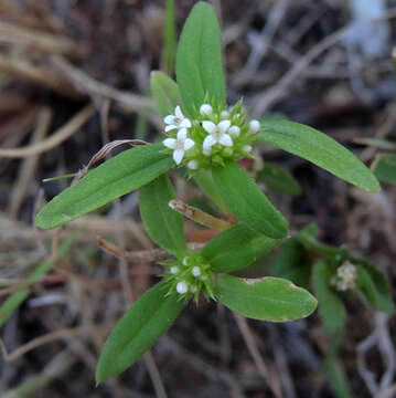 Image of Slender False Buttonweed