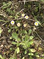 Image of Oak-Leaf Fleabane