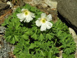 Слика од Ranunculus buchananii Hook. fil.