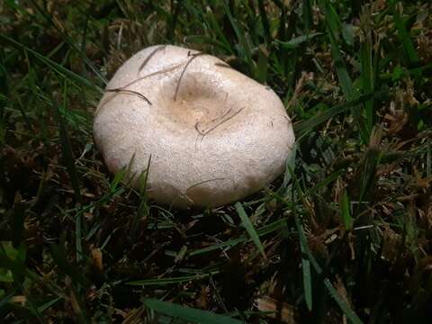 Image of Downy milkcap