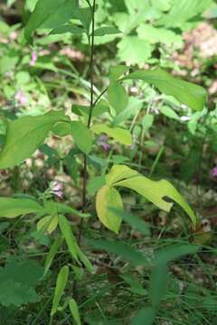 Image of Atractylodes lancea (Thunb.) DC.