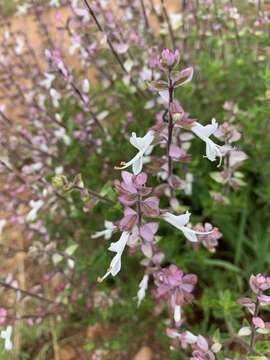 Image of Syncolostemon transvaalensis (Schltr.) D. F. Otieno