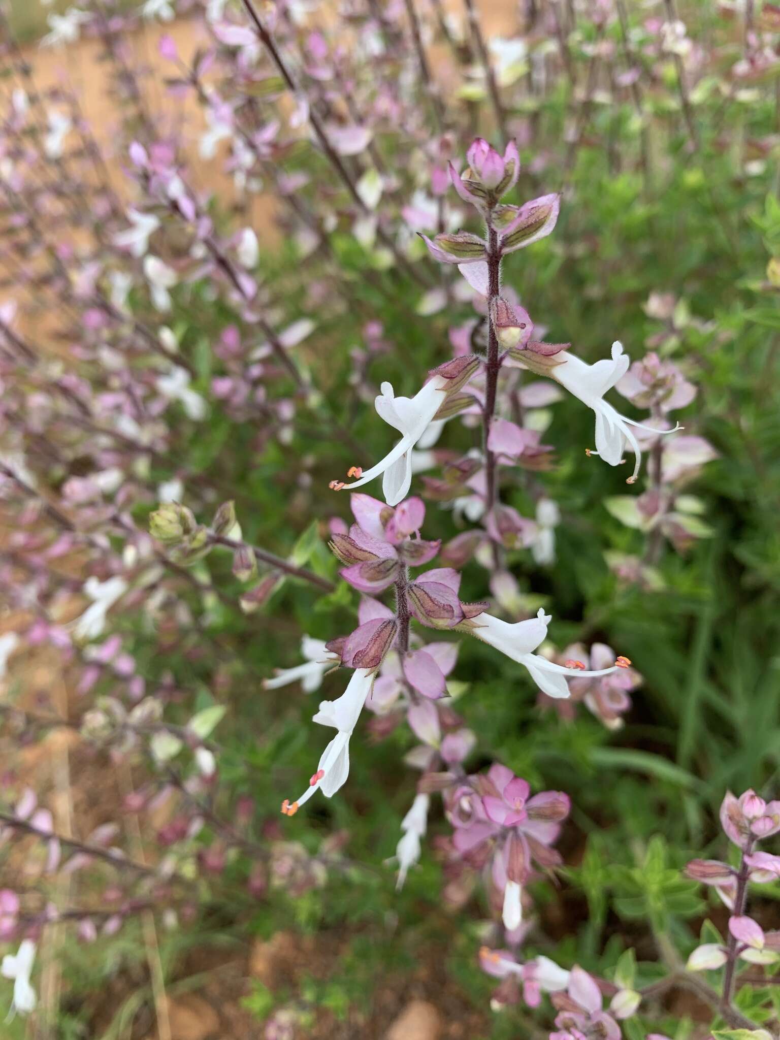 Image de Syncolostemon transvaalensis (Schltr.) D. F. Otieno