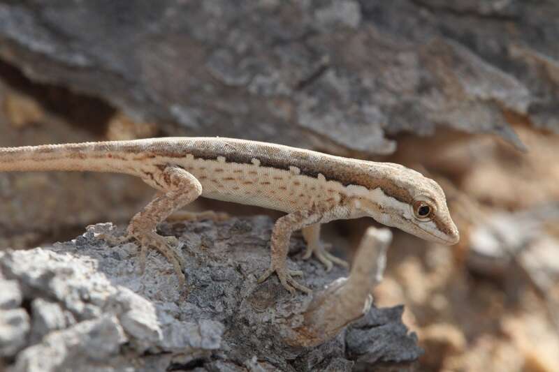Image of Arnold's Rock Gecko
