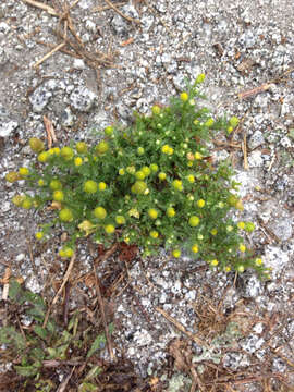 Image of disc mayweed