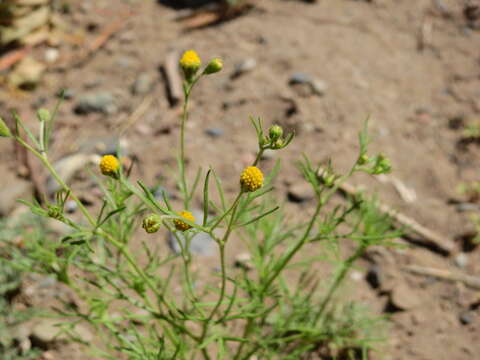 Image of manyflower false threadleaf