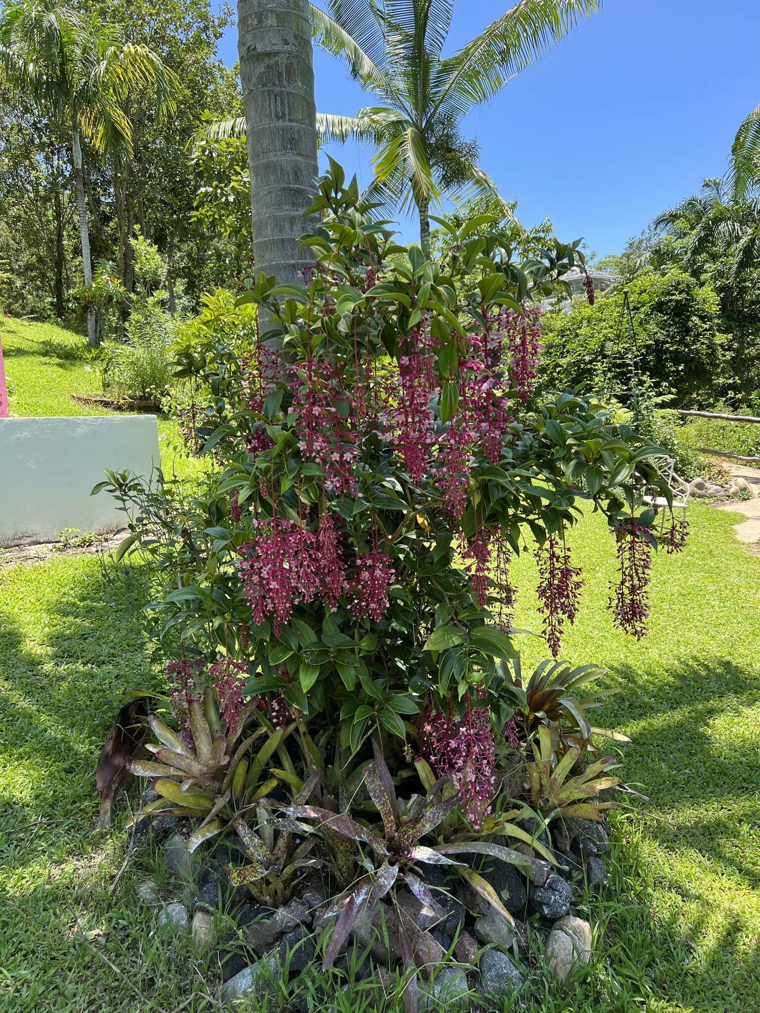 Image of Medinilla speciosa (Reinw. ex Bl.) Bl.