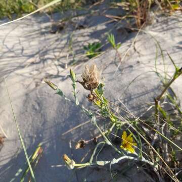 Sivun Tragopogon heterospermus Schweigger kuva