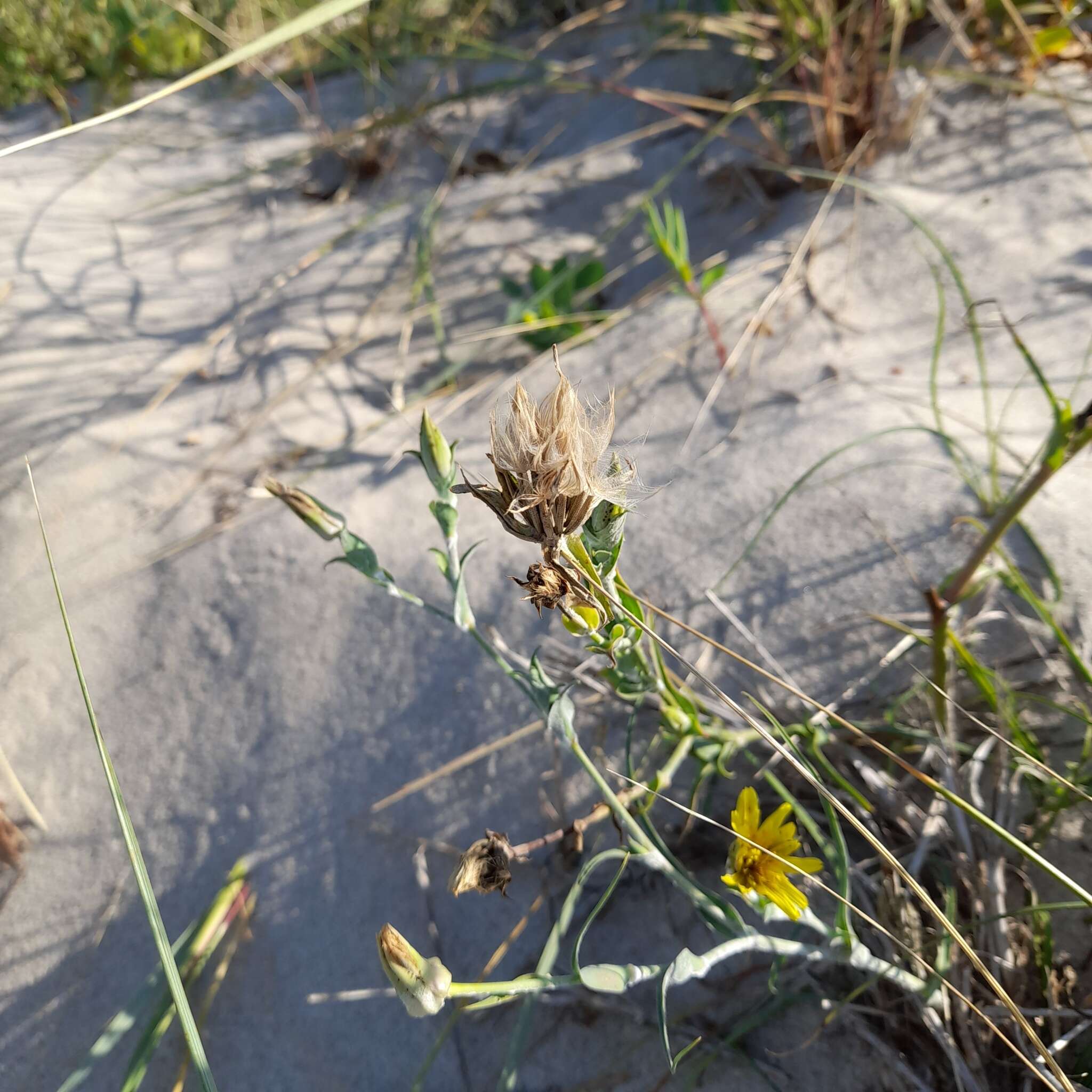 Sivun Tragopogon heterospermus Schweigger kuva