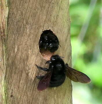 Xylocopa lachnea Moure 1951 resmi